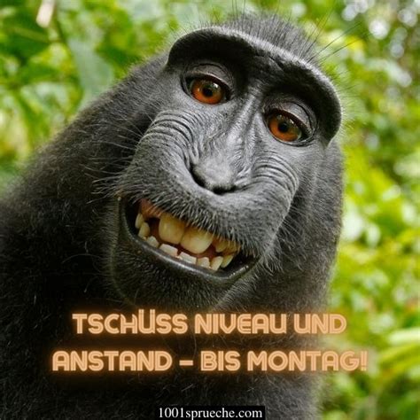 sprüche bilder kostenlos|LUSTIGE WHATSAPP BILDER (49+) Zum Totlachen。